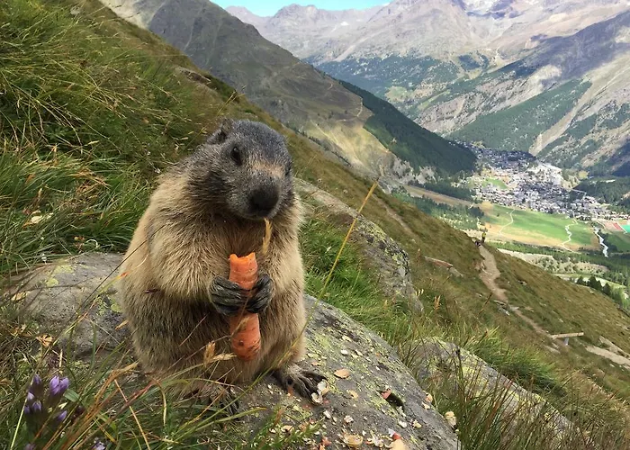 Hotel Etoile & Alpenperle Residences 3*